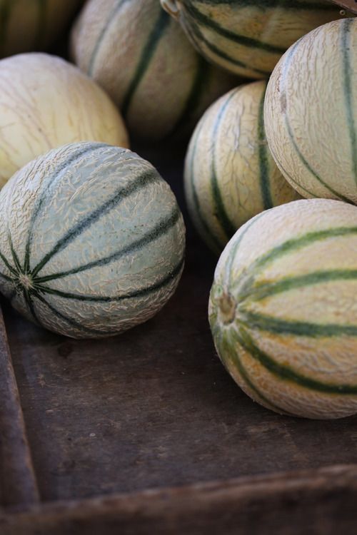 PRENDRE LE MELON DANS LE LUBÉRON